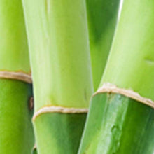 Load image into Gallery viewer, LUCKY You Cologne Spray for Men, Day or Night Casual Scent with Bamboo Stem Fragrance Notes, 3.4 Ounce