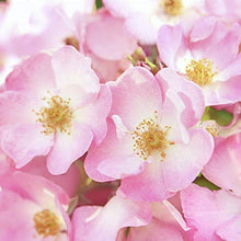 Load image into Gallery viewer, Weleda Wild Rose 24h Deodorant Spray, 3.4 Ounce