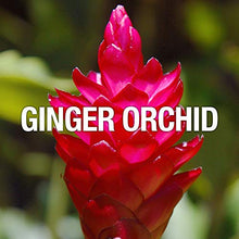 Load image into Gallery viewer, Curve Wave Eau De Toilette Spray, Perfume for Women 3.4oz