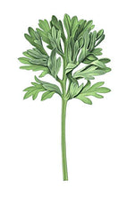 Load image into Gallery viewer, Assenzio (Absinthium/Artemisia) Acqua di Profumo (Eau de Parfum) by L'Erbolario Lodi