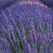 Load image into Gallery viewer, Curve for Men Cologne Spray, Spicy Woody Magnetic Scent for Day or Night, 4.2 Ounce