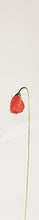 Load image into Gallery viewer, Kenzo Flower By Kenzo For Women. Eau De Parfum Spray 3.3 Ounces
