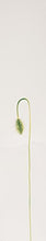 Load image into Gallery viewer, Kenzo Flower By Kenzo For Women. Eau De Parfum Spray 3.3 Ounces
