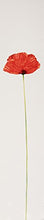 Load image into Gallery viewer, Kenzo Flower By Kenzo For Women. Eau De Parfum Spray 3.3 Ounces

