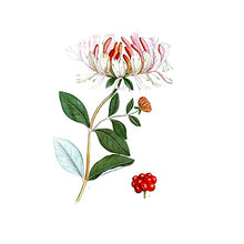 Load image into Gallery viewer, Caswell-Massey Honeysuckle Set with Plant Based Eau de Toilette Perfume, Hand Cream and Triple Milled Soap - NYBG Collection Luxury Set ?Çô Made In USA
